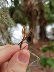 Tillandsia recurvata