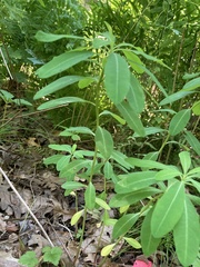 Euphorbia purpurea