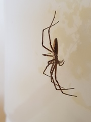 Euprosthenops