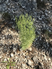 Zeltnera beyrichii