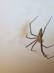 Euprosthenops