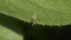 Stenopsocidae