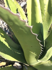 Agave salmiana crassispina