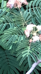 Albizia julibrissin