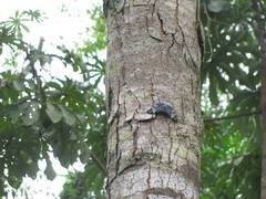 Hamadryas amphinome amphinome