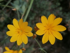Blackstonia grandiflora