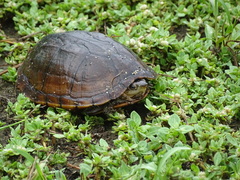 Kinosternon oaxacae