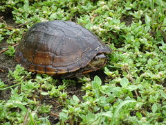 Kinosternon oaxacae