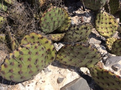 Opuntia stenopetala