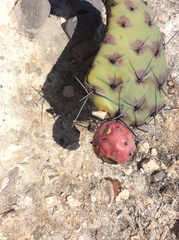 Opuntia stenopetala