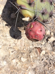 Opuntia stenopetala