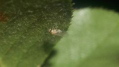 Stenopsocidae