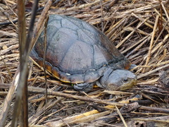 Kinosternon oaxacae