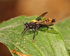 Laphria sericea