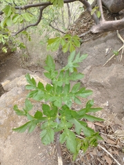 Arracacia pringlei