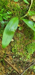 Clintonia borealis
