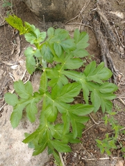 Arracacia pringlei