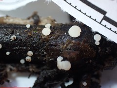 Hymenoscyphus imberbis