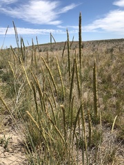 Psathyrostachys juncea