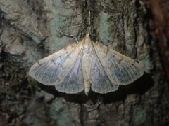 Polygrammodes flavidalis