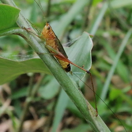 Conocephalus versicolor