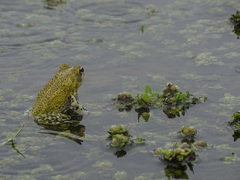 Incilius marmoreus