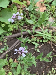 Hesperis matronalis