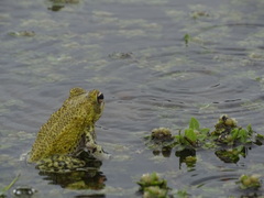 Incilius marmoreus