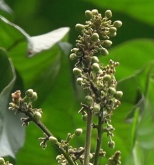 Theopropus rubrobrunneus