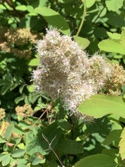 Spiraea × pyramidata