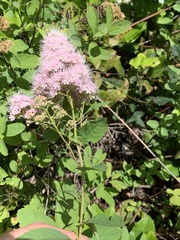 Spiraea × pyramidata