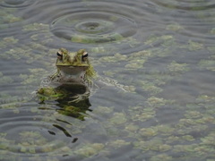 Incilius marmoreus