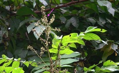 Theopropus rubrobrunneus