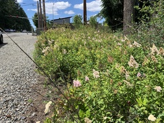 Spiraea × pyramidata