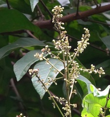 Theopropus rubrobrunneus