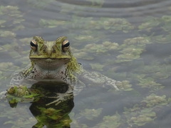 Incilius marmoreus