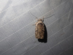 Agonopterix curvilineella