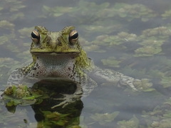 Incilius marmoreus