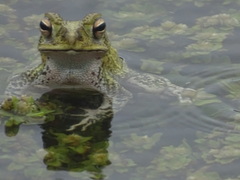 Incilius marmoreus