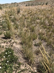 Psathyrostachys juncea