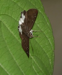 Tagiades ultra