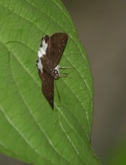 Tagiades ultra