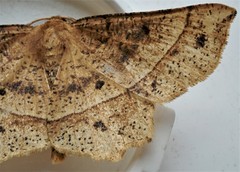 Euchlaena tigrinaria