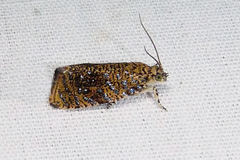 Olethreutes astrologana