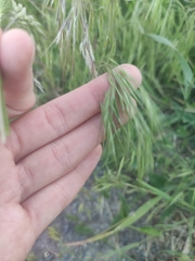Bromus tectorum