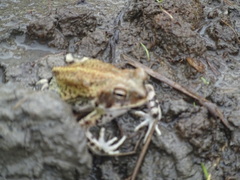 Incilius marmoreus