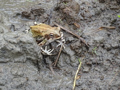 Incilius marmoreus
