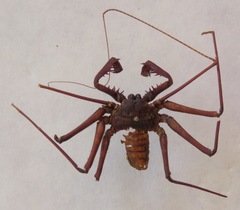 Paraphrynus laevifrons