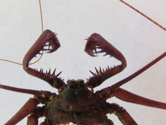 Paraphrynus laevifrons