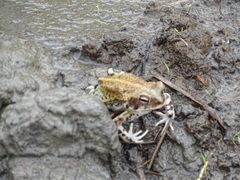 Incilius marmoreus